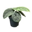 Alocasia melo (mini)