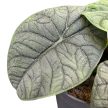 Alocasia melo (mini)