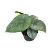 Alocasia melo (mini)