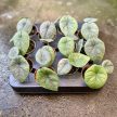 Alocasia melo (mini)