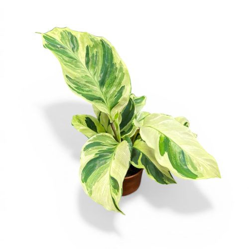 Calathea 'Yellow Fusion'