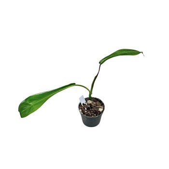 Philodendron joepii (Inplanted)