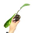 Philodendron joepii (Inplanted)