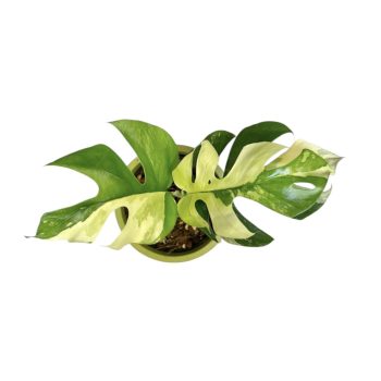 Rhaphidophora tetrasperma 'Variegata' (Inplanted)