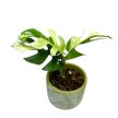 Rhaphidophora tetrasperma 'Variegata' (Inplanted)
