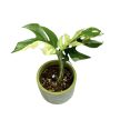 Rhaphidophora tetrasperma 'Variegata' (Inplanted)