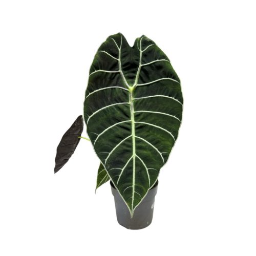 Alocasia watsoniana (extra)