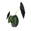 Alocasia watsoniana