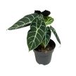 Alocasia watsoniana