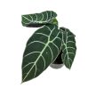Alocasia watsoniana