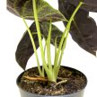 Alocasia watsoniana