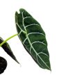 Alocasia watsoniana