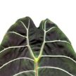 Alocasia watsoniana