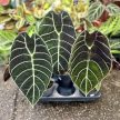 Alocasia watsoniana