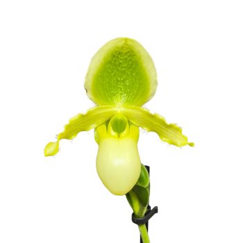 Paphiopedilum 'Pinocchio' (sárga)