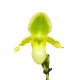 Paphiopedilum hibrid 4. (virágzóképes)