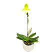 Paphiopedilum 'Pinocchio' (sárga)
