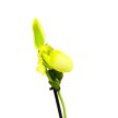 Paphiopedilum 'Pinocchio' (sárga)
