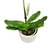 Paphiopedilum 'Pinocchio' (sárga)