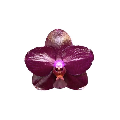 Phalaenopsis 'Sogo Relex' (virágzóképes)