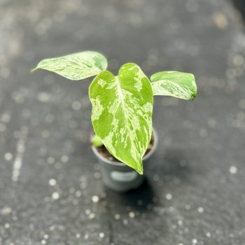   Monstera deliciosa 'Bulbasaur' (Grower's Select)