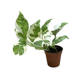 Epipremnum aureum 'N'Joy' mini (Inplanted)