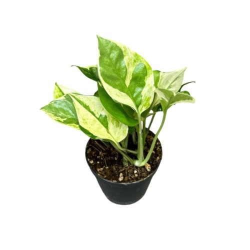 Epipremnum aureum 'N'Joy' (Inplanted)