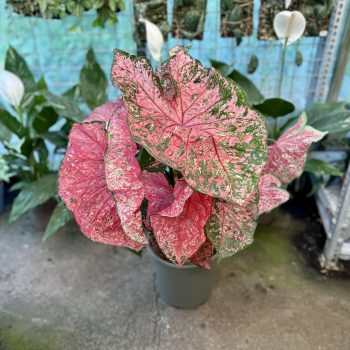 Caladium bicolor 'Lava Glow' (XXL)