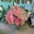 Caladium bicolor 'Lava Glow' (XXL)