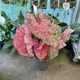 Caladium bicolor 'Lava Glow' (XXL)