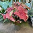 Caladium bicolor 'Lava Glow' (XXL)