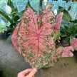 Caladium bicolor 'Lava Glow' (XXL)