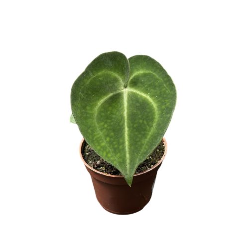 Anthurium King of Clarinervium 'Sulanjana' (magonc)