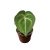 Anthurium clarinervium 'King of Sulanjana' (magonc)
