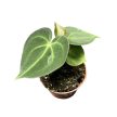 Anthurium King of Clarinervium 'Sulanjana' (magonc)