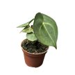 Anthurium clarinervium 'King of Sulanjana' (magonc)