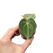Anthurium clarinervium 'King of Sulanjana' (magonc)