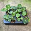 Anthurium clarinervium 'King of Sulanjana' (magonc)