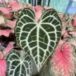 Anthurium clarinervium 'King of Sulanjana' (magonc)