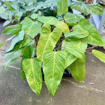 Philodendron 'Painted Lady' (6 pcs)