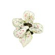 Caladium bicolor 'Strawberry Star' (mini)