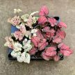 Caladium bicolor 'Strawberry Star' (mini)