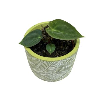 Anthurium papillilaminum