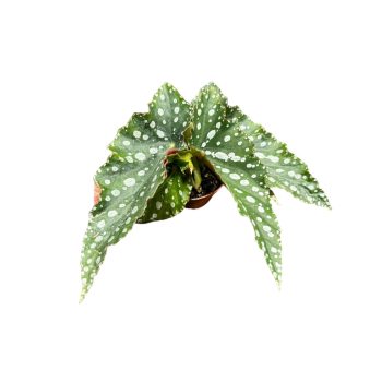 Begonia maculata 'Spotlight Green'