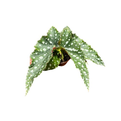 Begonia maculata 'Spotlight Green'