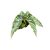 Begonia maculata 'Spotlight Green'