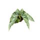 Begonia maculata 'Spotlight Green'