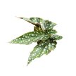 Begonia maculata 'Spotlight Green'