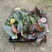 Begonia maculata 'Spotlight Green'