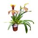 Paphiopedilum villosum var. laichanense (Papucsorchidea)